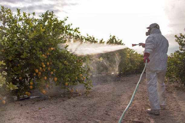 Best Insect Control  in Villisca, IA