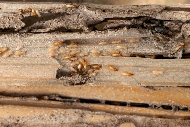Best Ant Control Services  in Villisca, IA