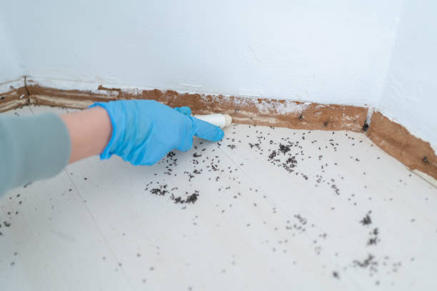 Best Affordable Pest Control Services  in Villisca, IA